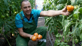 В этом году в РФ ожидается рекорд по производству тепличных овощей